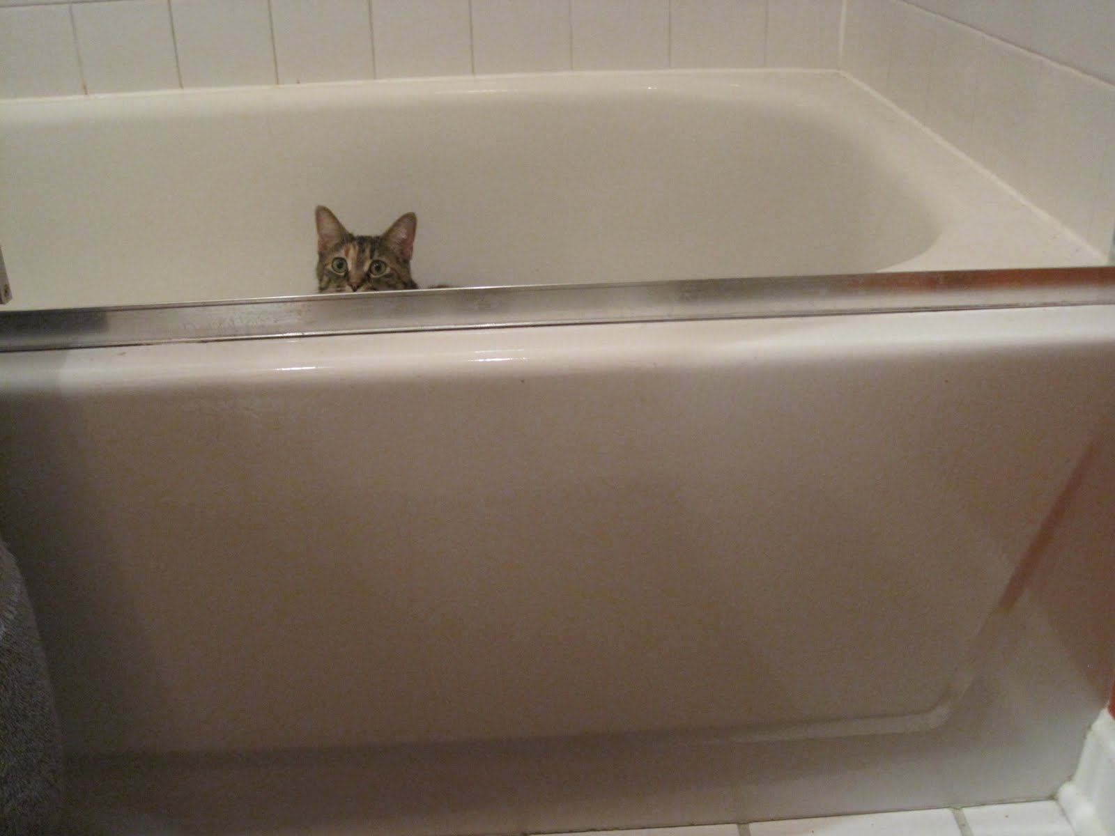 Things That I'm Into Things That I'm Into Cats in Bathtubs